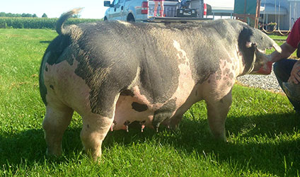 Lowdermilk Sows