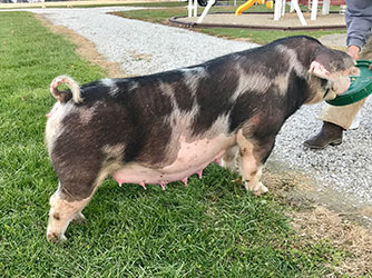Lowdermilk Showpigs