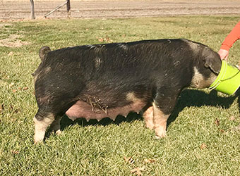 Lowdermilk Sows
