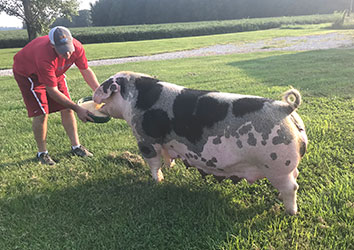 Lowdermilk Showpigs
