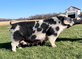 Lowdermilk Showpigs